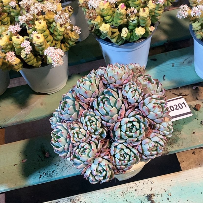 【闪购商品】娜娜小沟20201