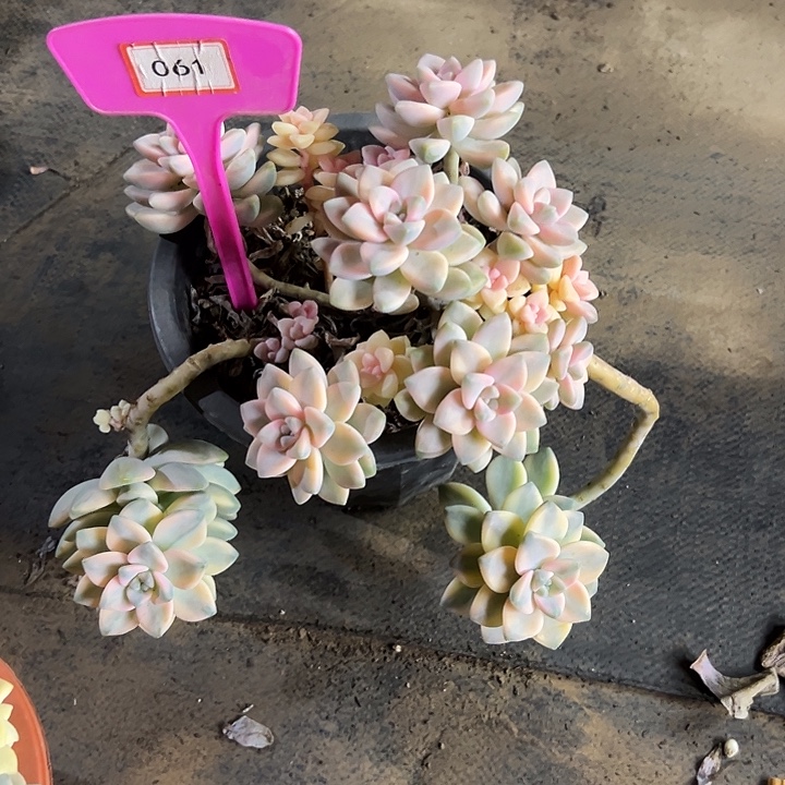 花***夏美信锦多肉植物提取061