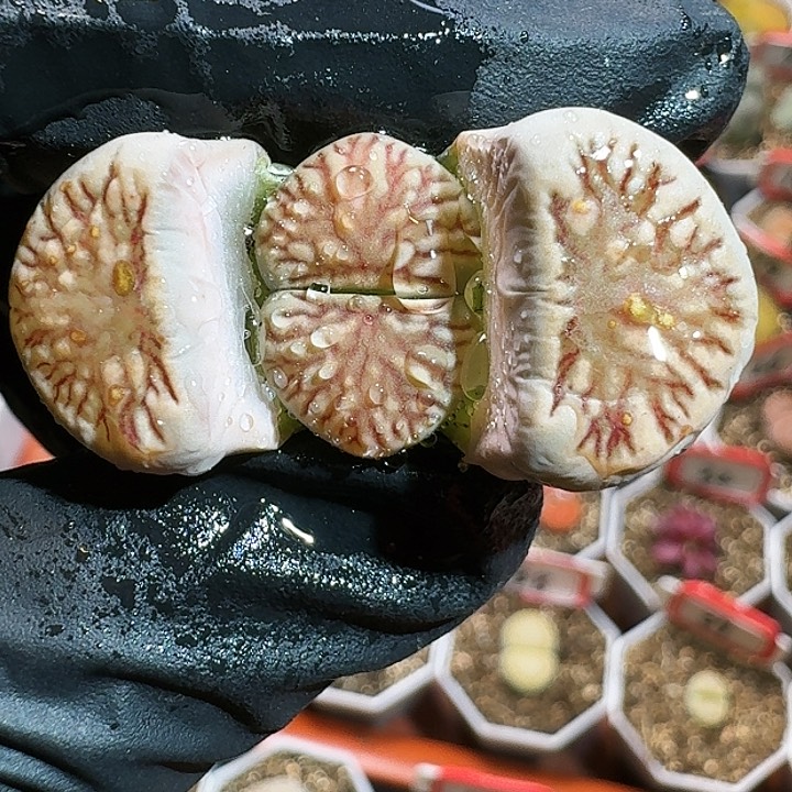 生石花1111111。   258