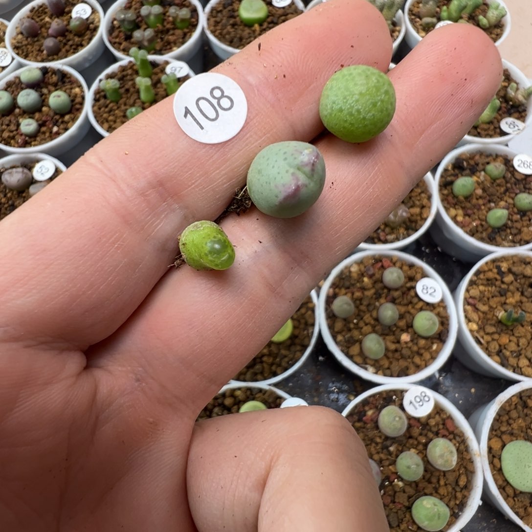 呜****小牛专拍3颗脱土送土1080000