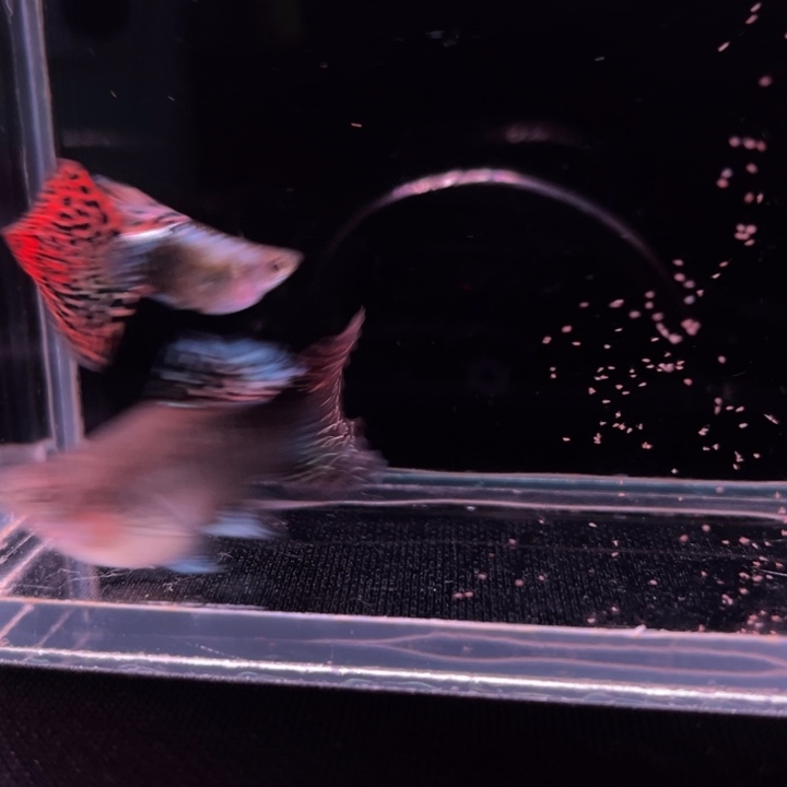 孔雀鱼龙鳞球种鱼1对