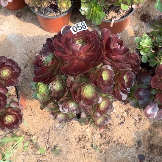 多肉植物黑摩058号不包断枝