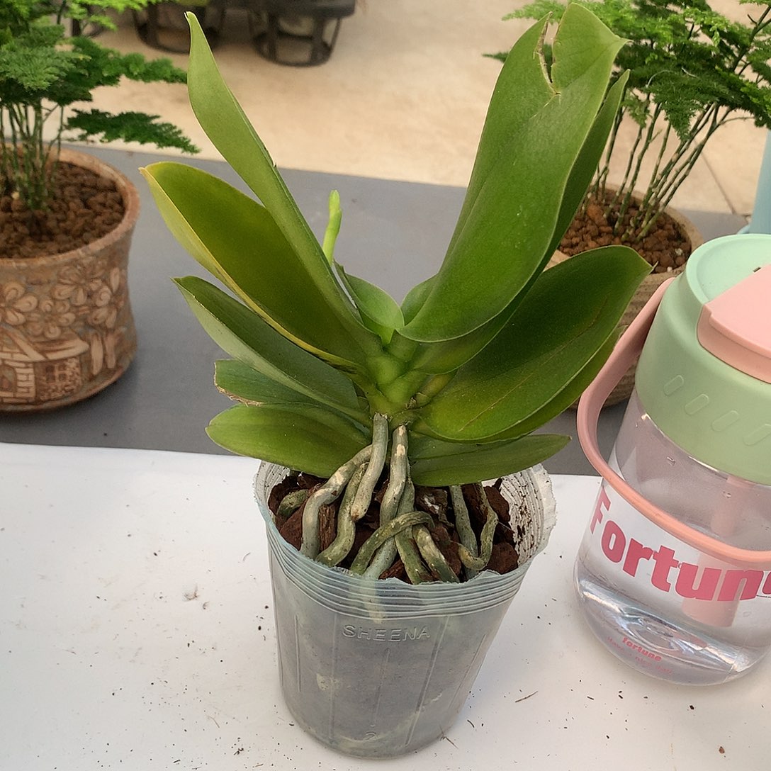 完全开放214-1一颗