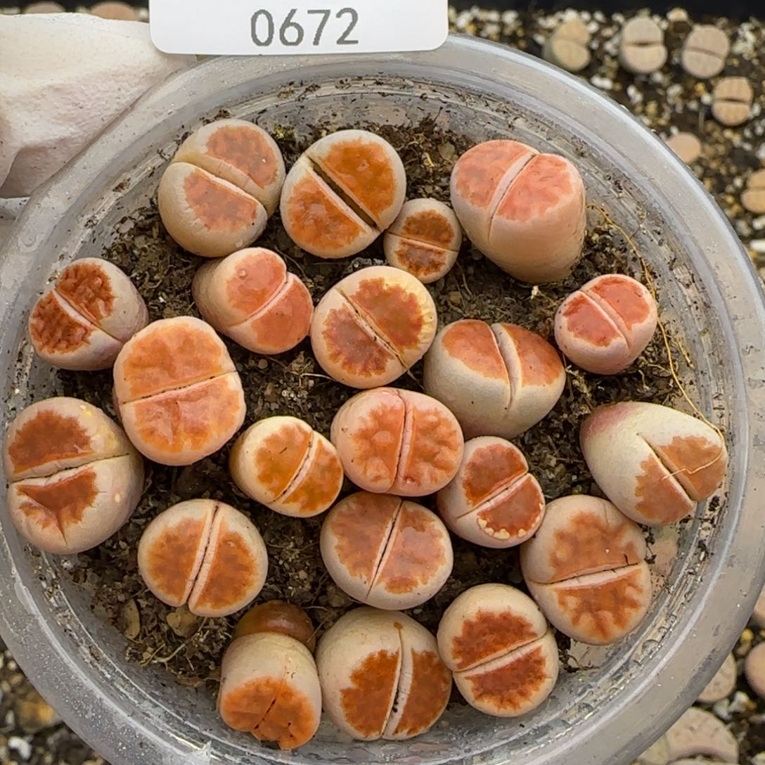 0672。默认脱土。18包邮。偏远88包邮