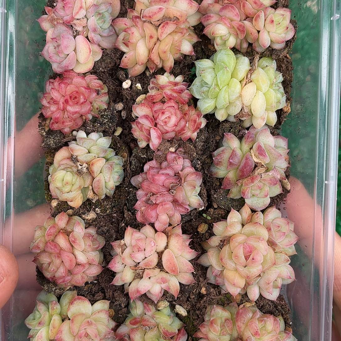 多肉杂交一物一拍1-55