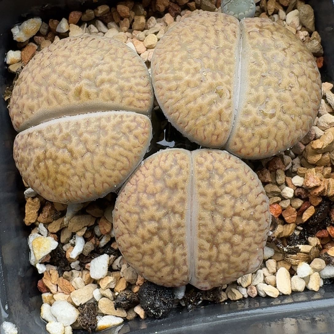 782多肉哈哈哈哈哈哈哈