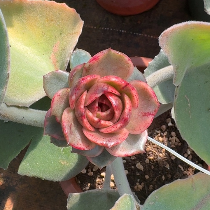 红玫瑰锦一物一拍