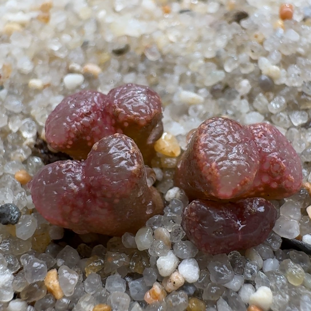 1212-027粉色鱼子酱