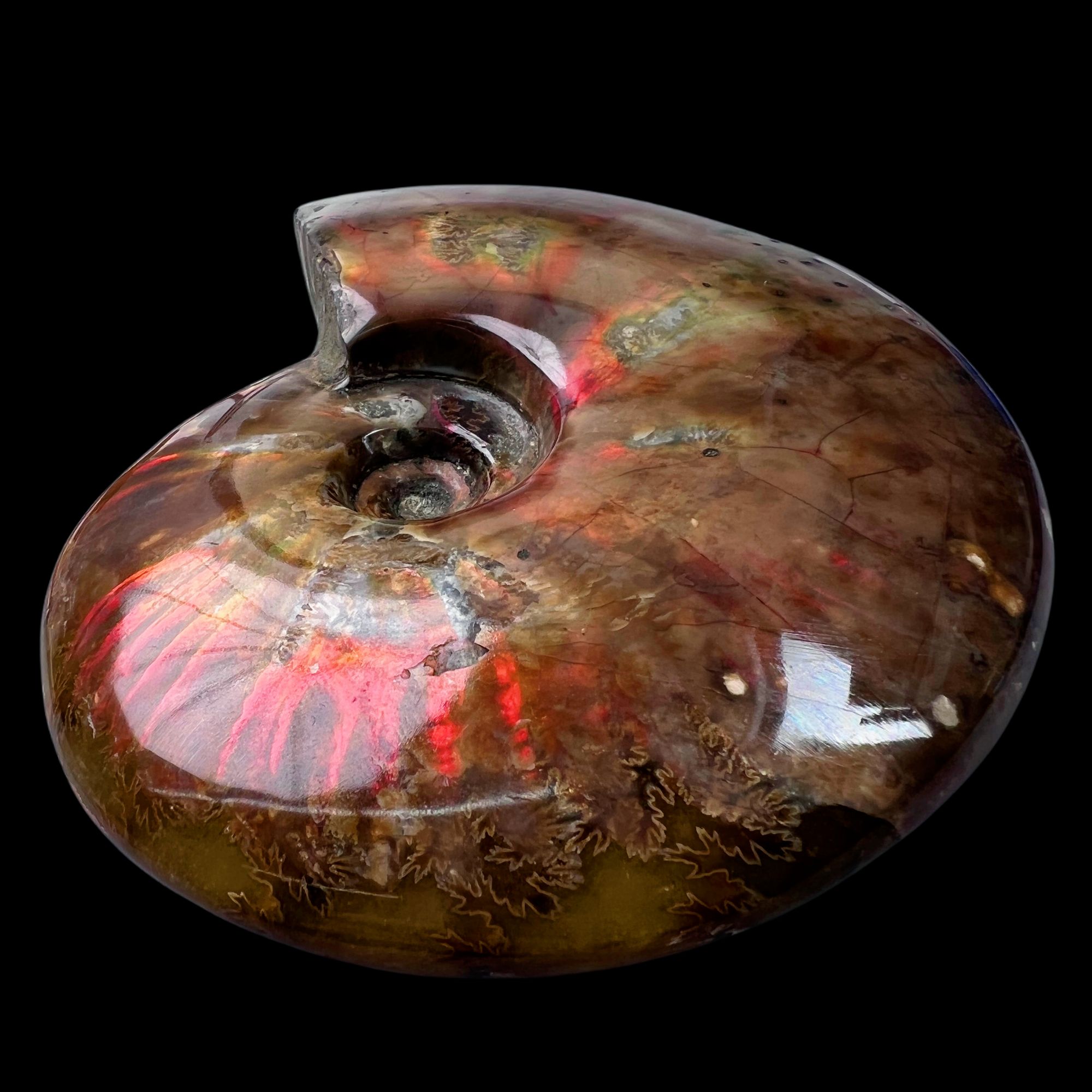 【 叶菊石（火凤凰）】138.5mm 马达加斯加 古贝壳 H2