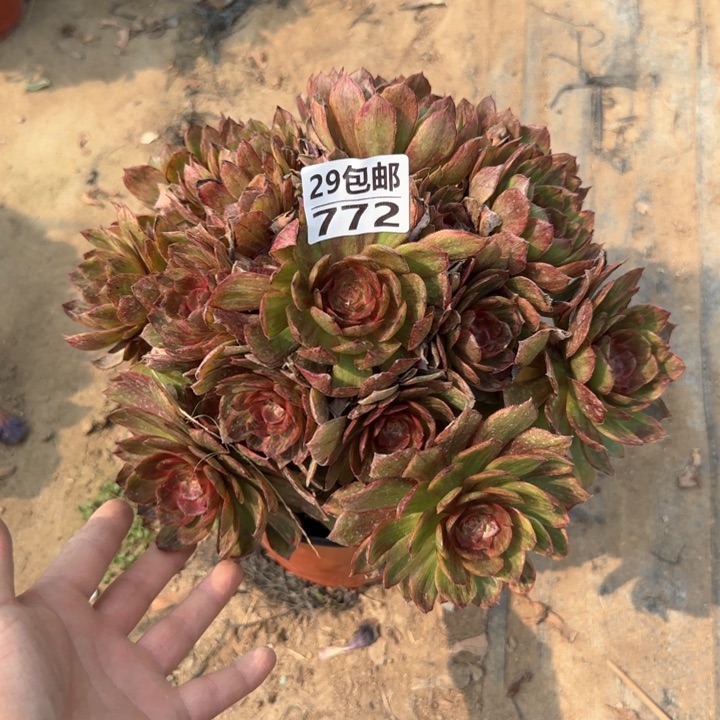 红丝绒……多肉植物……