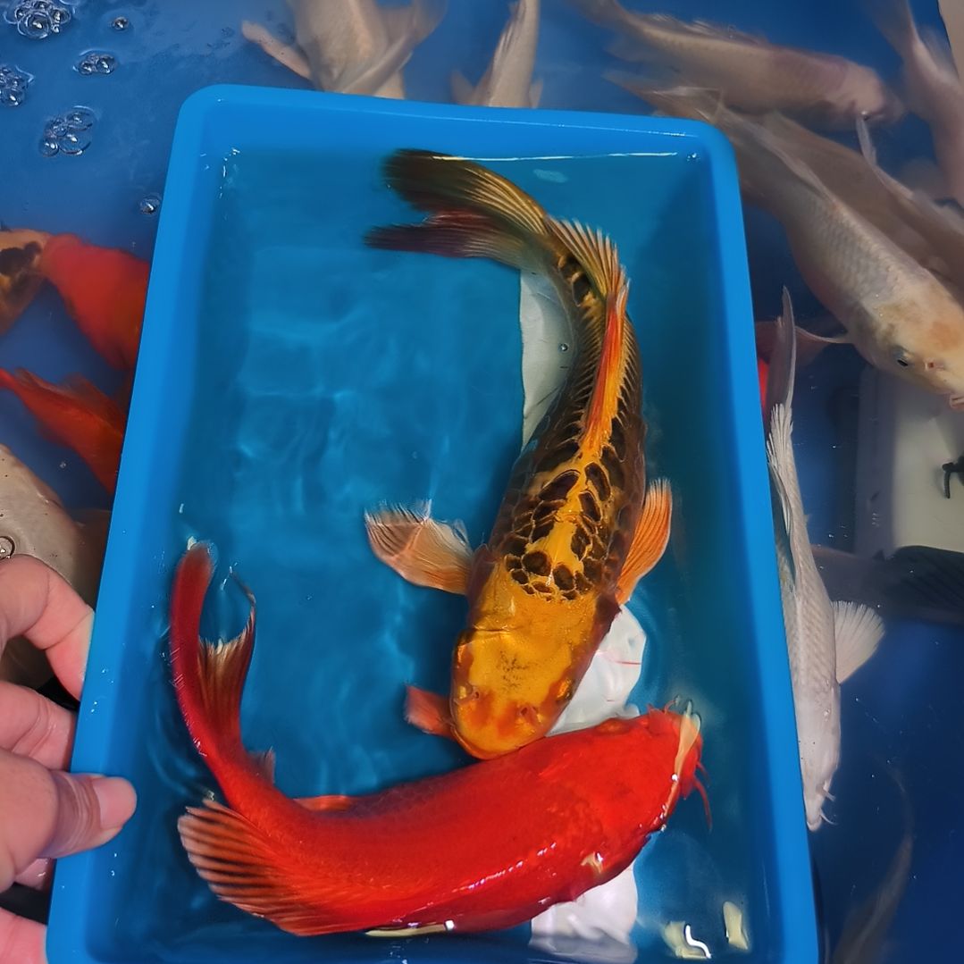 蝴蝶鲤鱼蝴蝶鲤2条