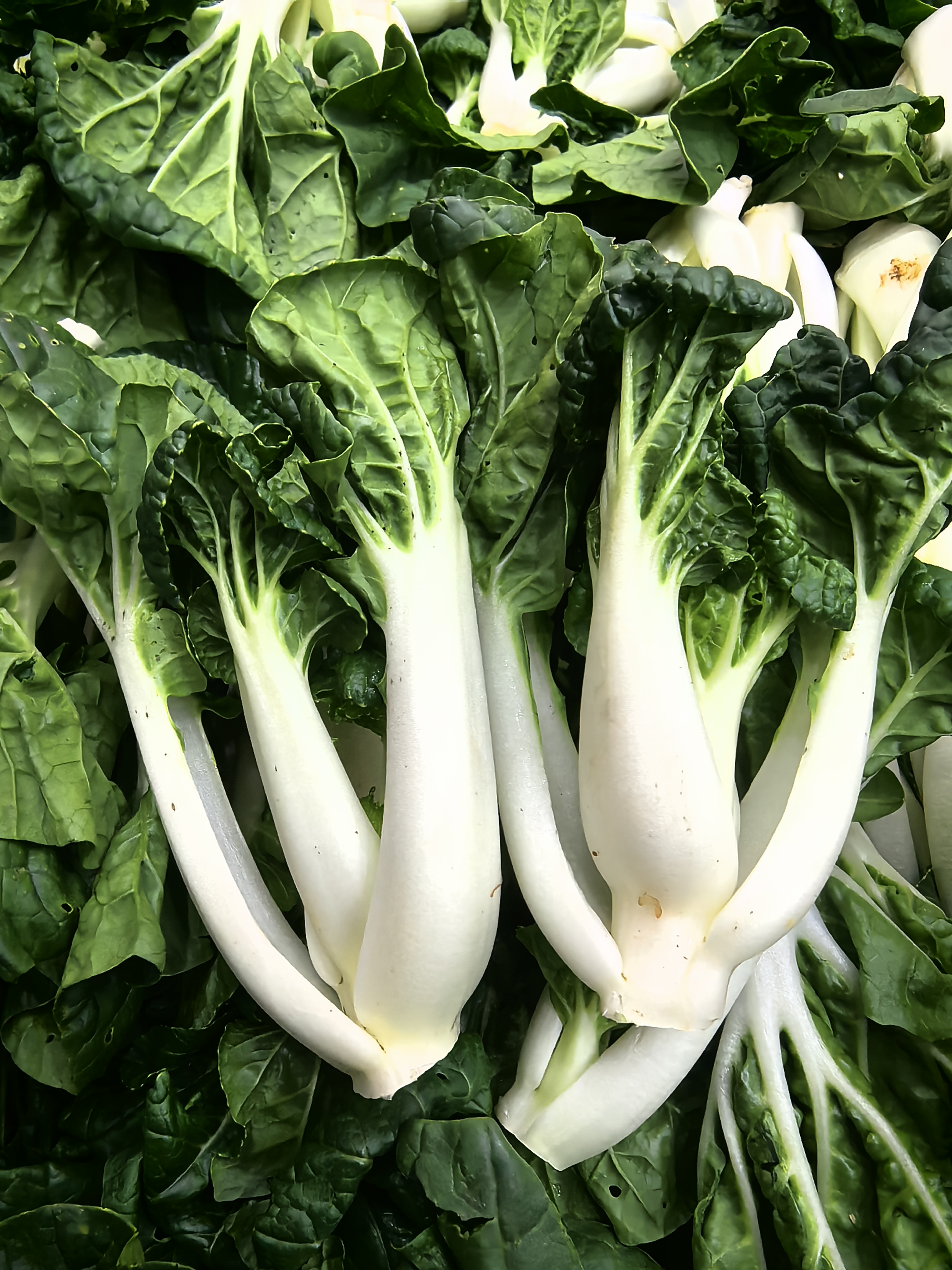 清远连州农家菜小白菜 奶白菜5斤/10斤（顺丰快递）