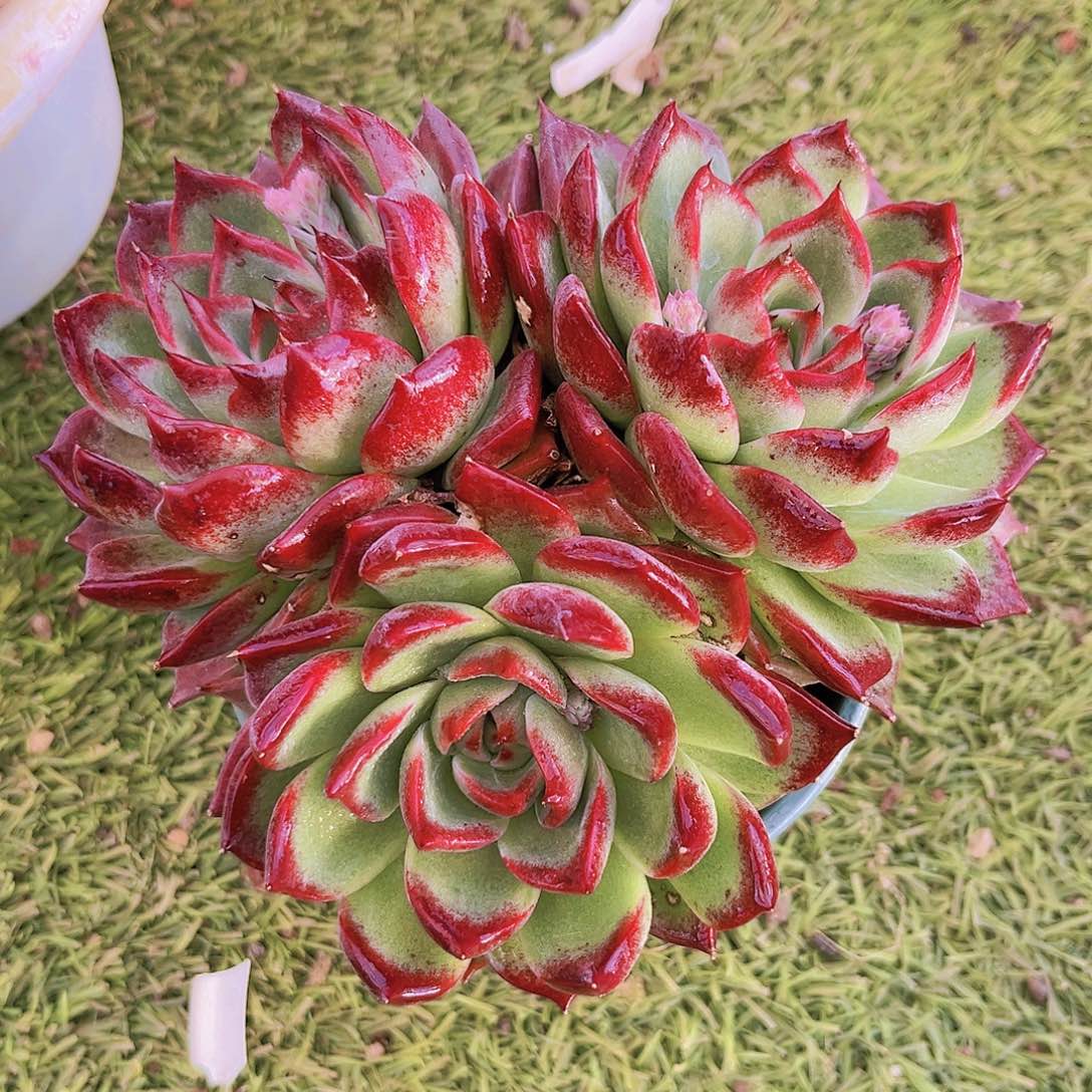 黑武士16公分9999厘米