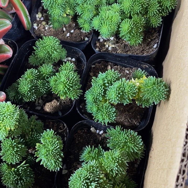 球松5.8带盆土发货