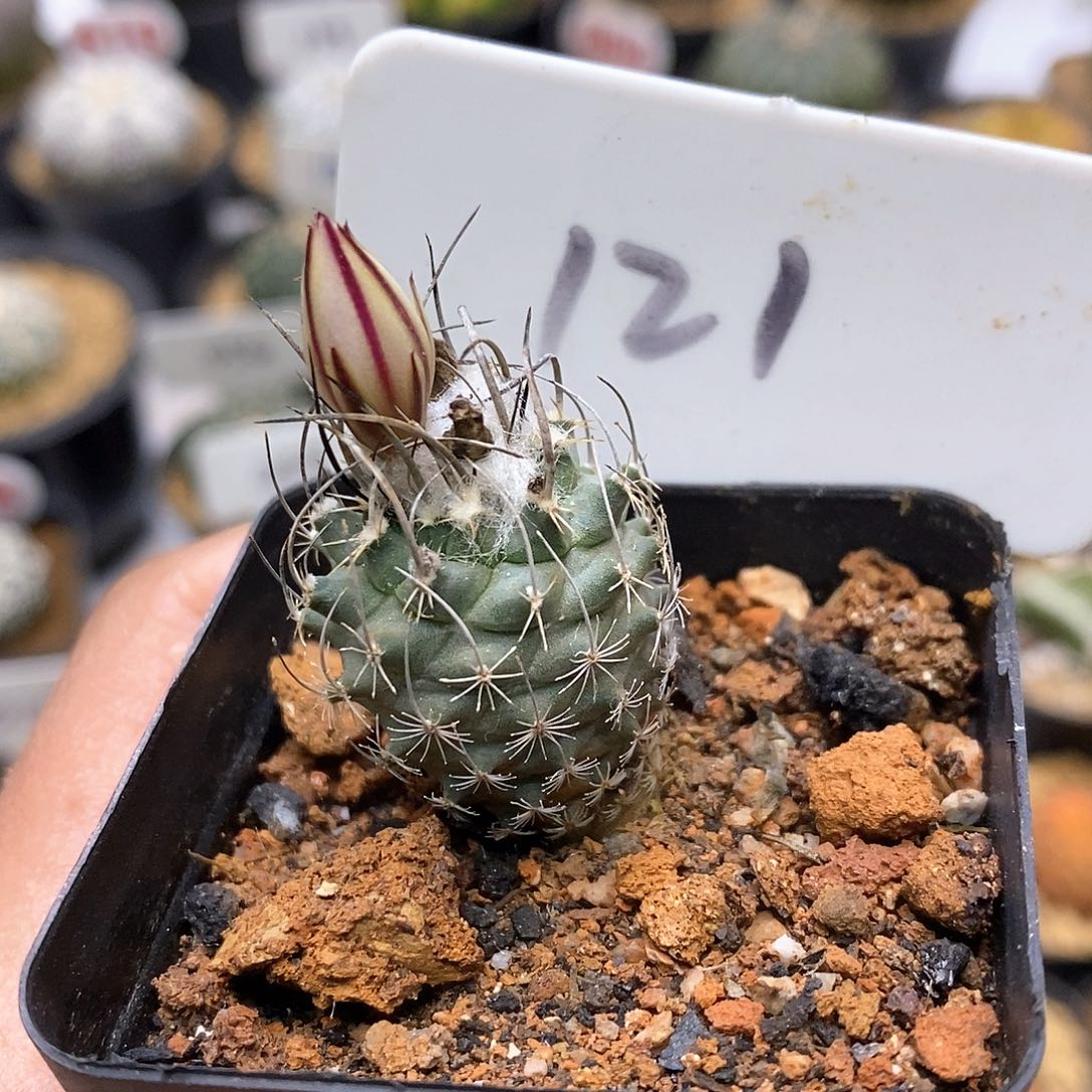 开播后特价来了啊