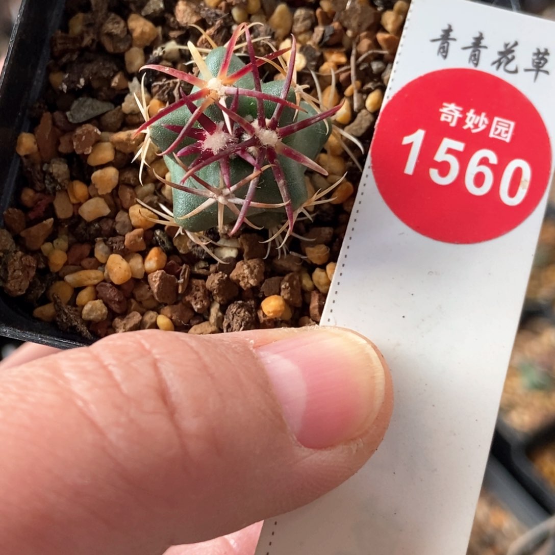 实生豪刺大红鹰一颗