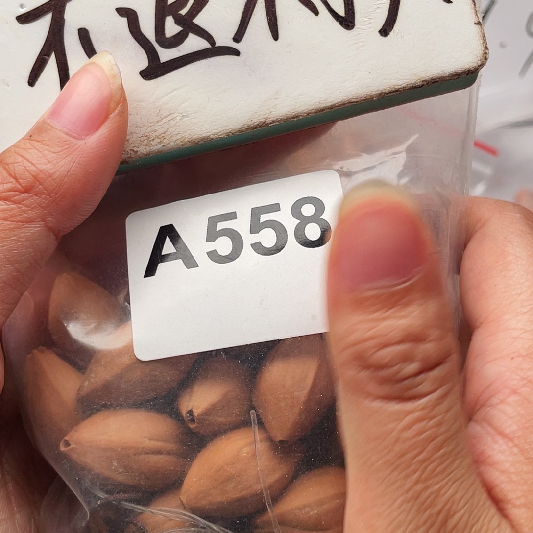 橄榄核手串/手链橄榄