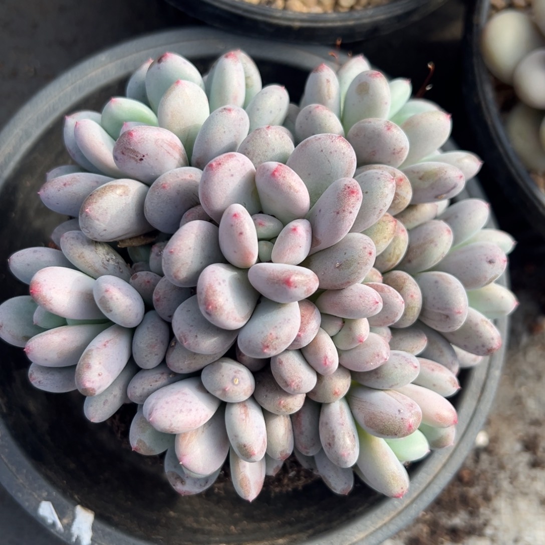 1118328 香香雪美人群生手捧