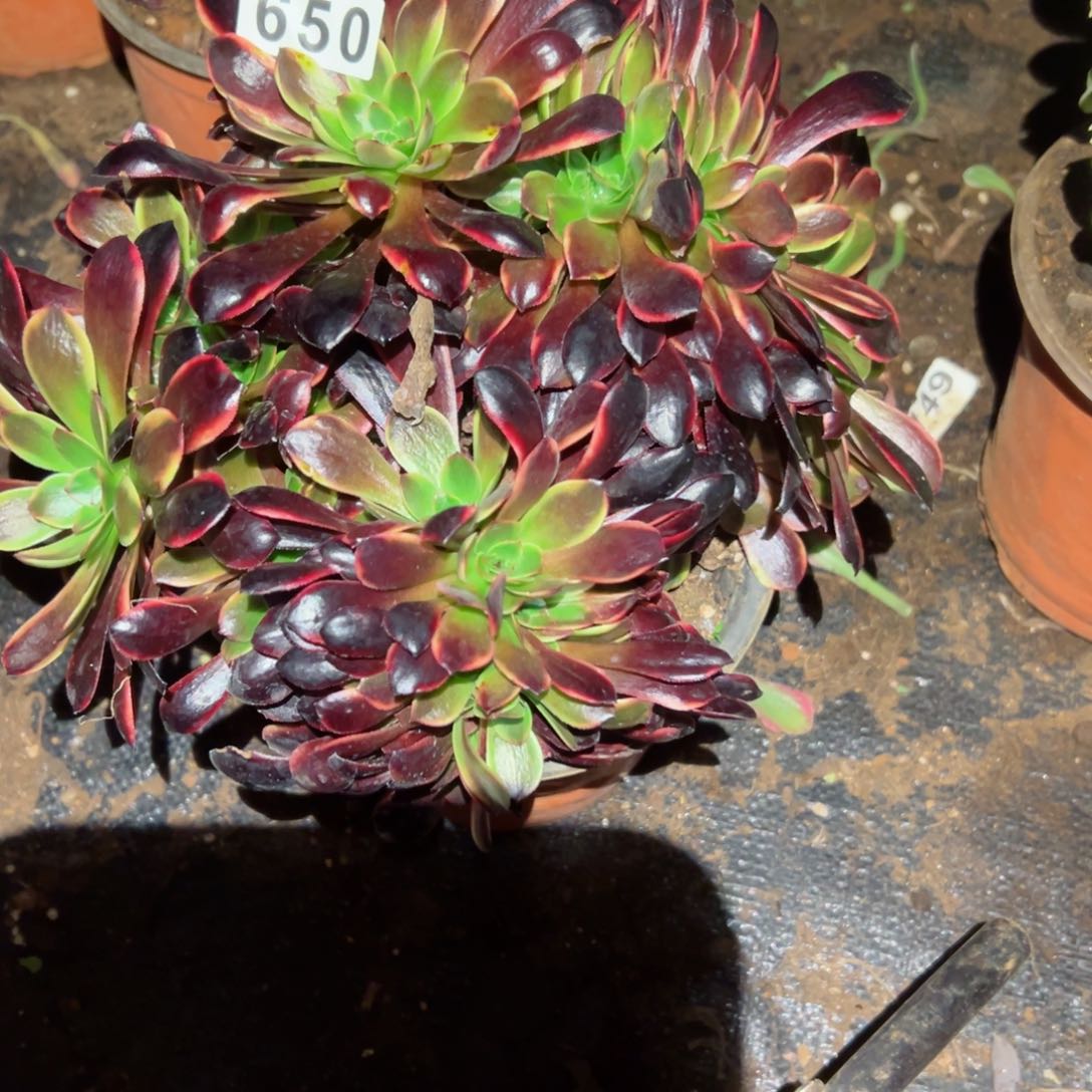 650 号法师多肉植物新年快乐