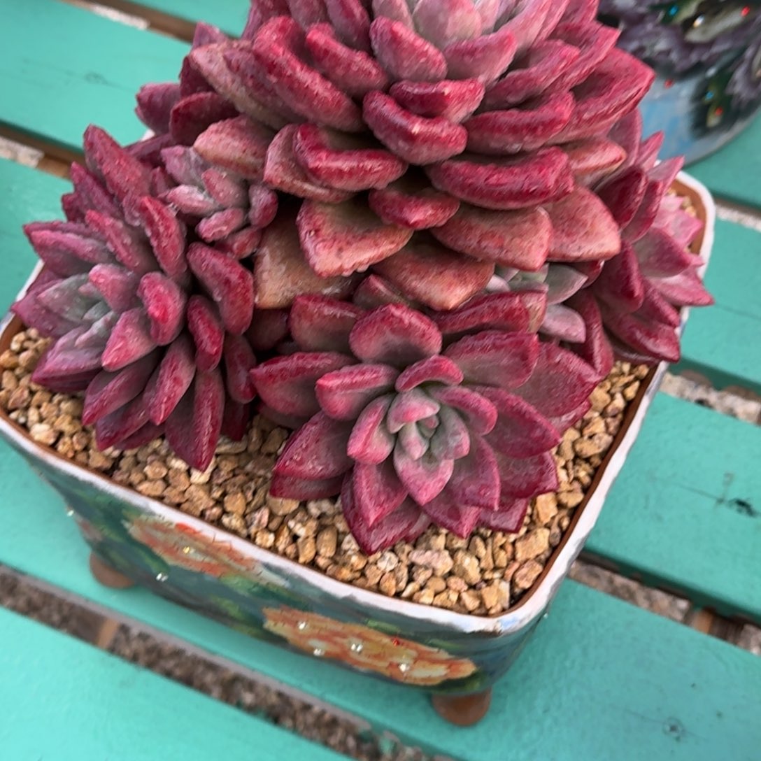 B***M赫菲斯托精品老桩