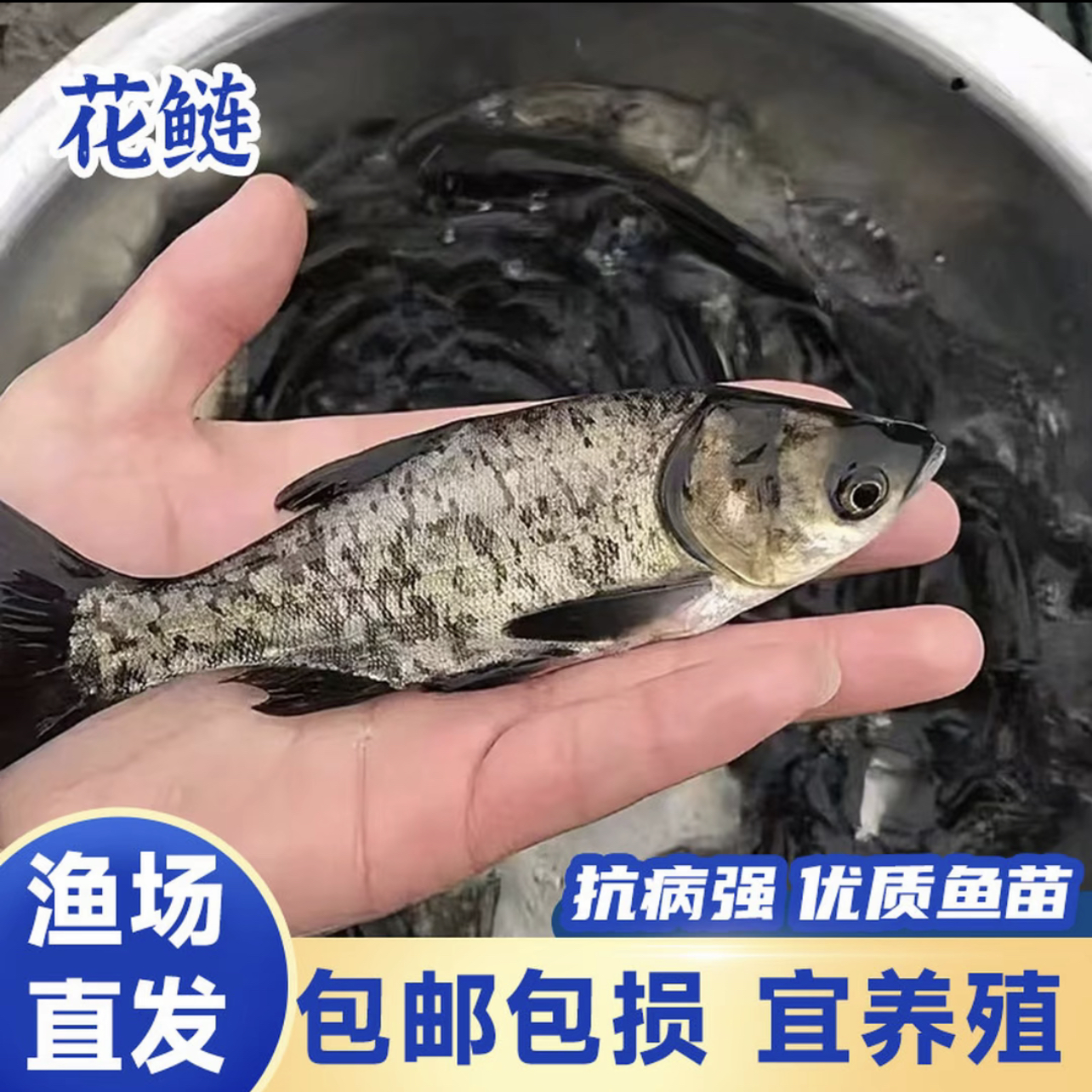 A现捞现发四川花鲢大头鱼 胖头鱼 每条8g左右 观赏水族淡水饲养
