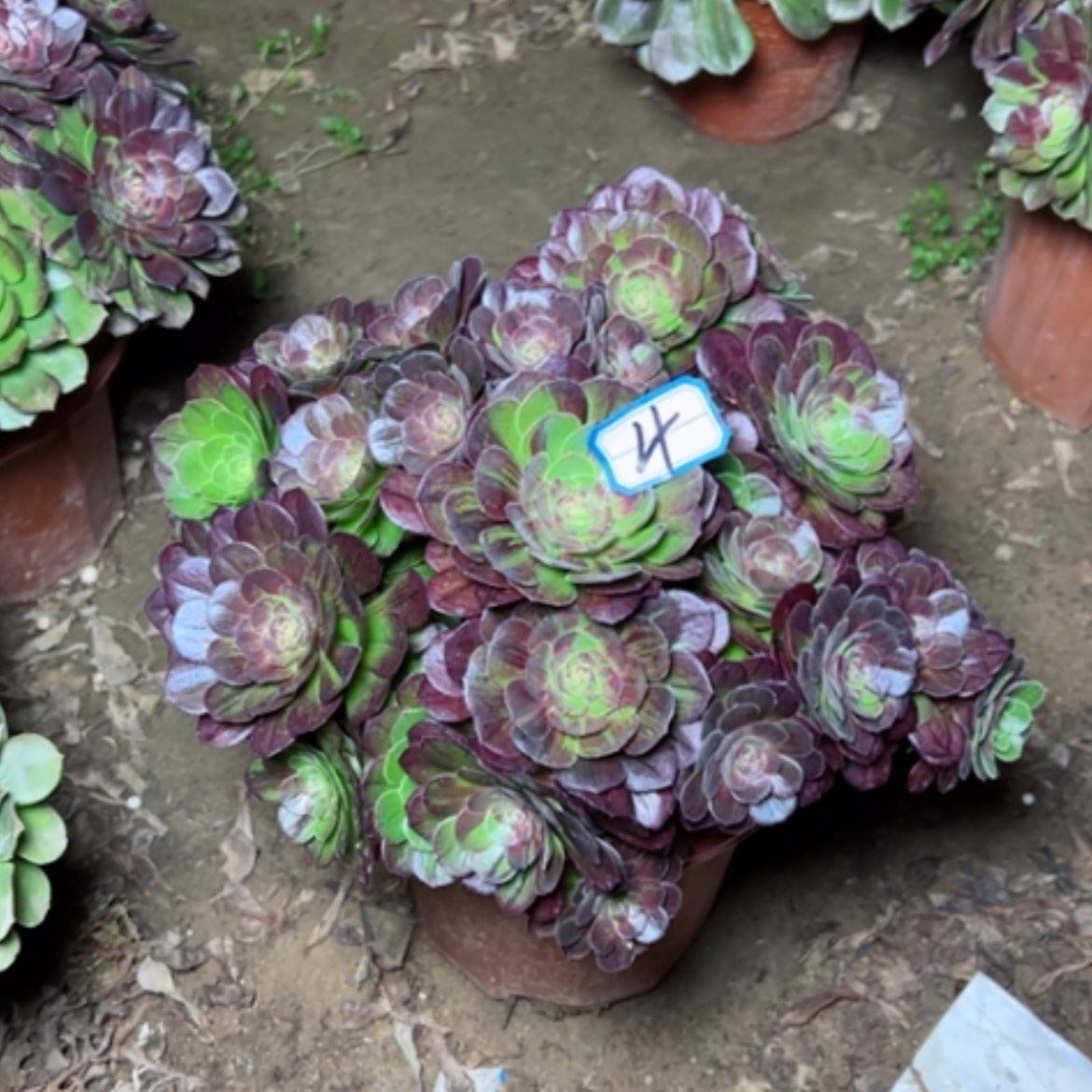 【闪购商品】多肉植物花月夜4