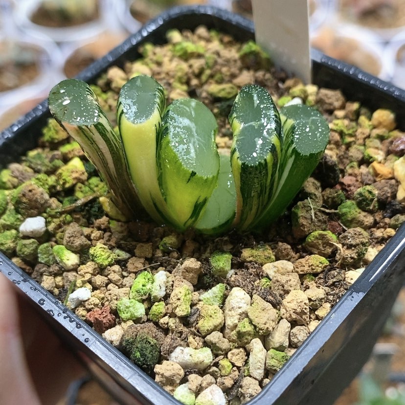 【闪购商品】55实生玉扇锦