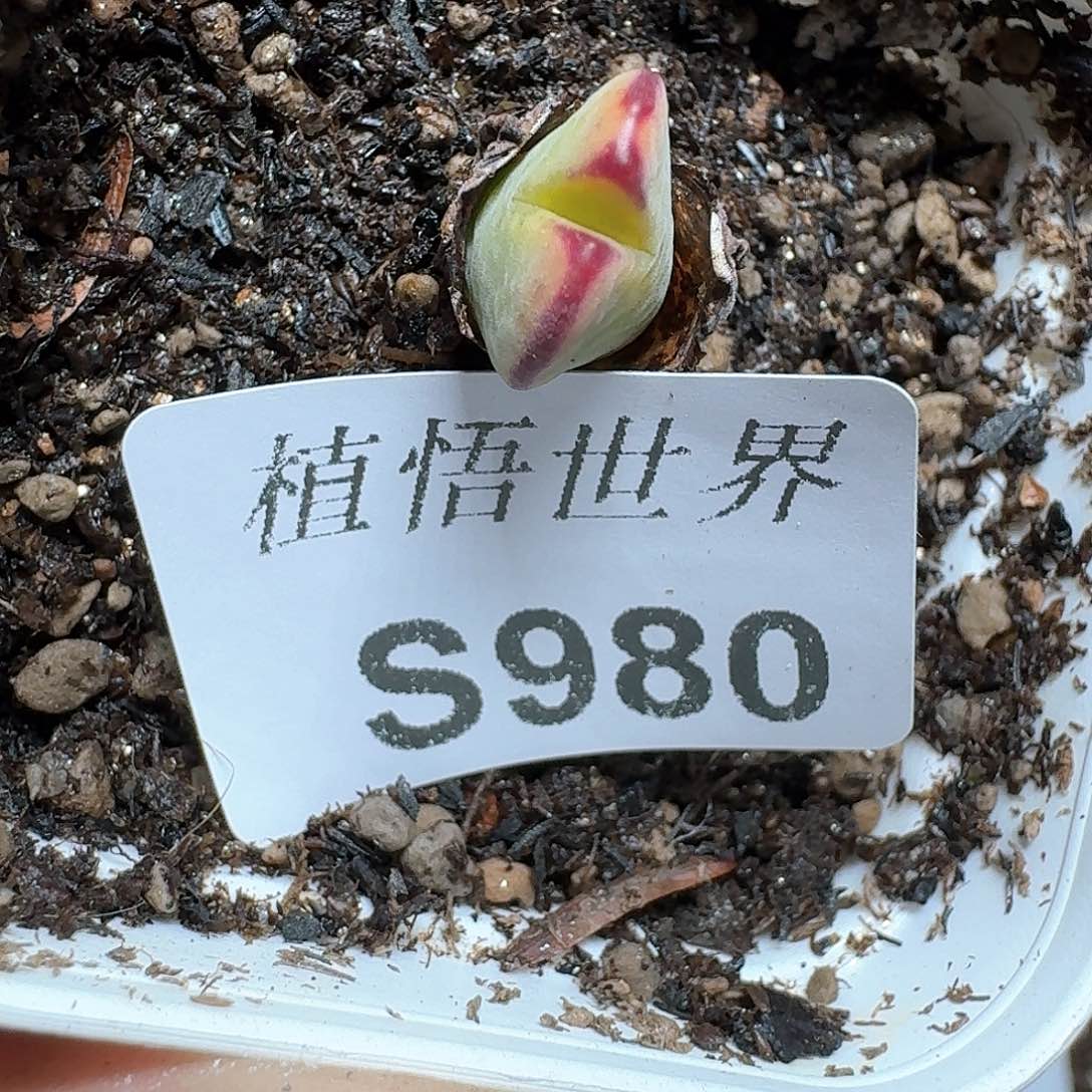 980号多肉植物哇f g