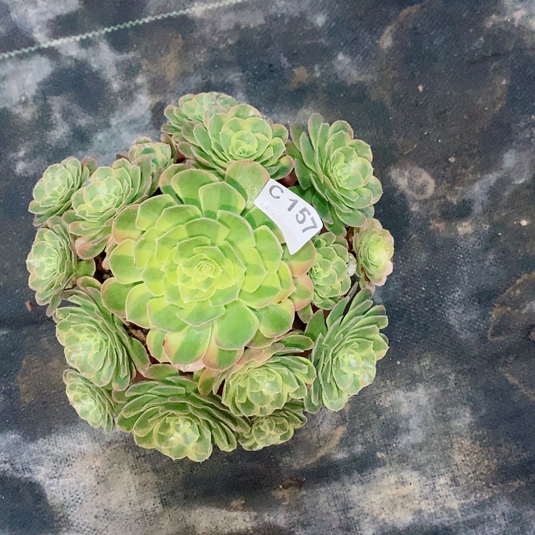 奶白157多肉11111