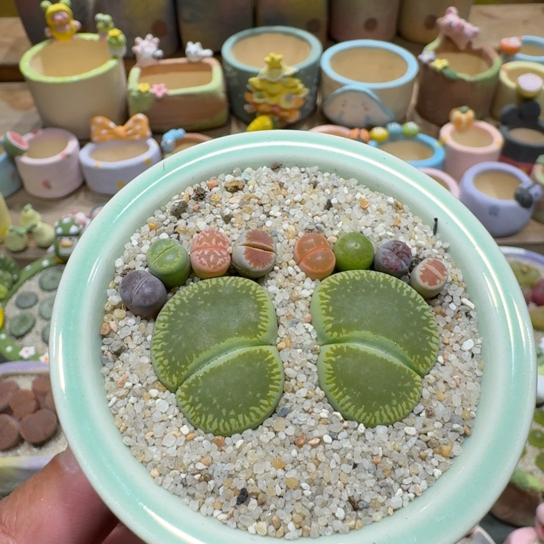 蘑菇1100彩拼脚丫多肉植物