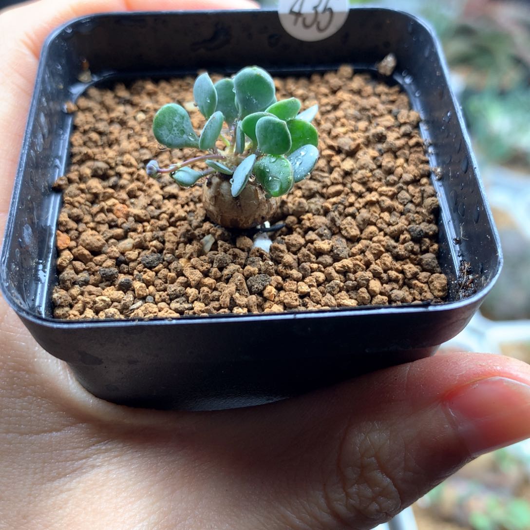 熔岩圆叶格加厚敦菊1cm多肉