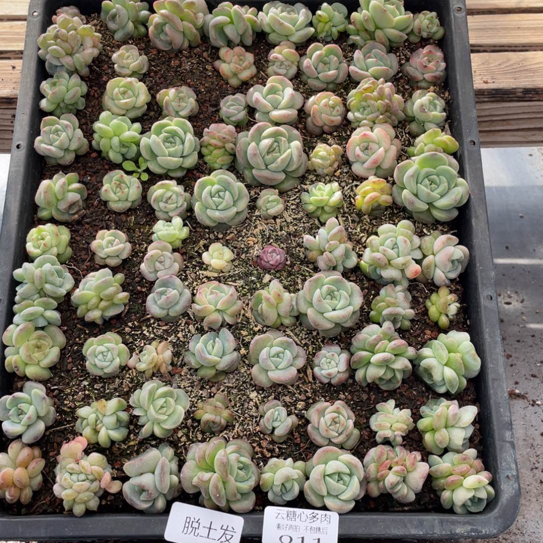 云糖心多肉植物11