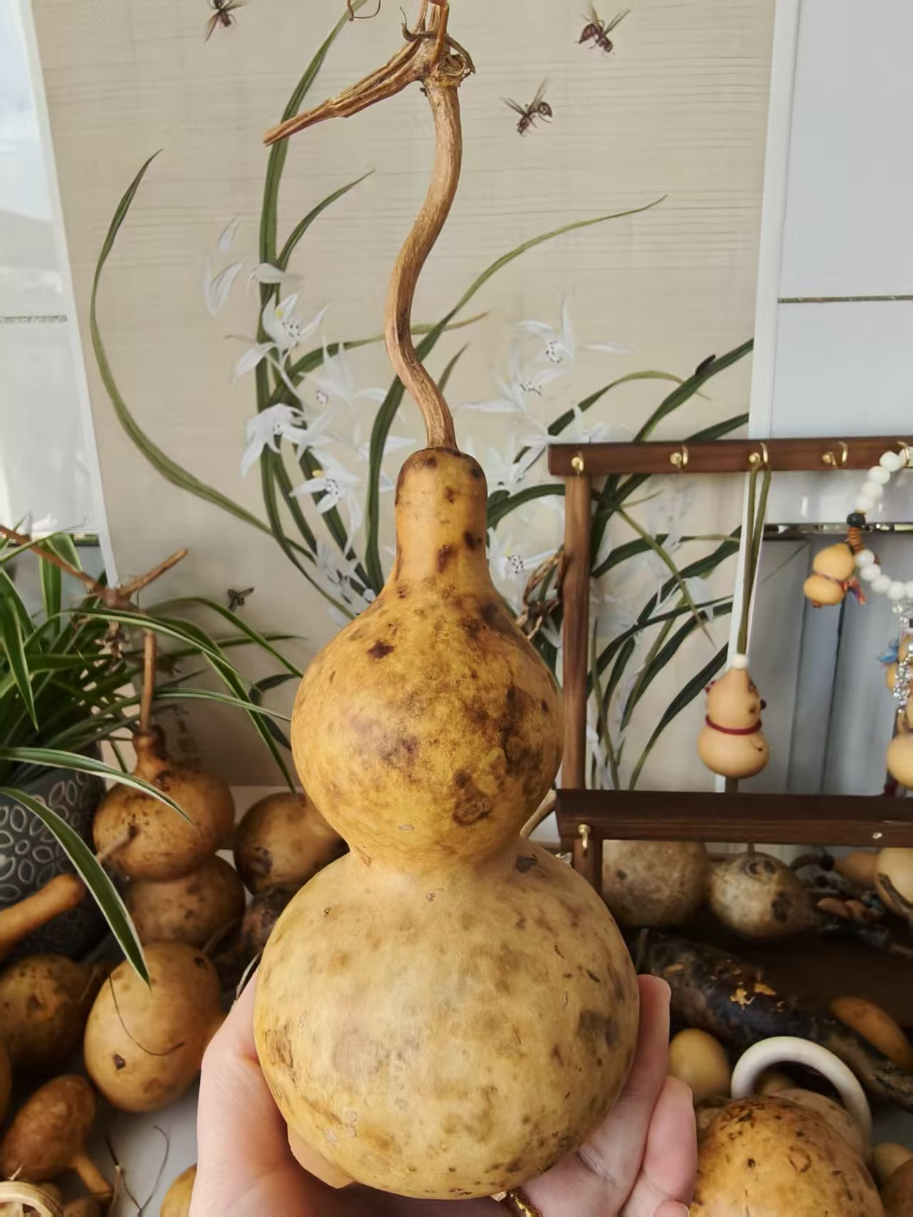 直播专用链接，一物一拍，龙头不保，默认微瑕