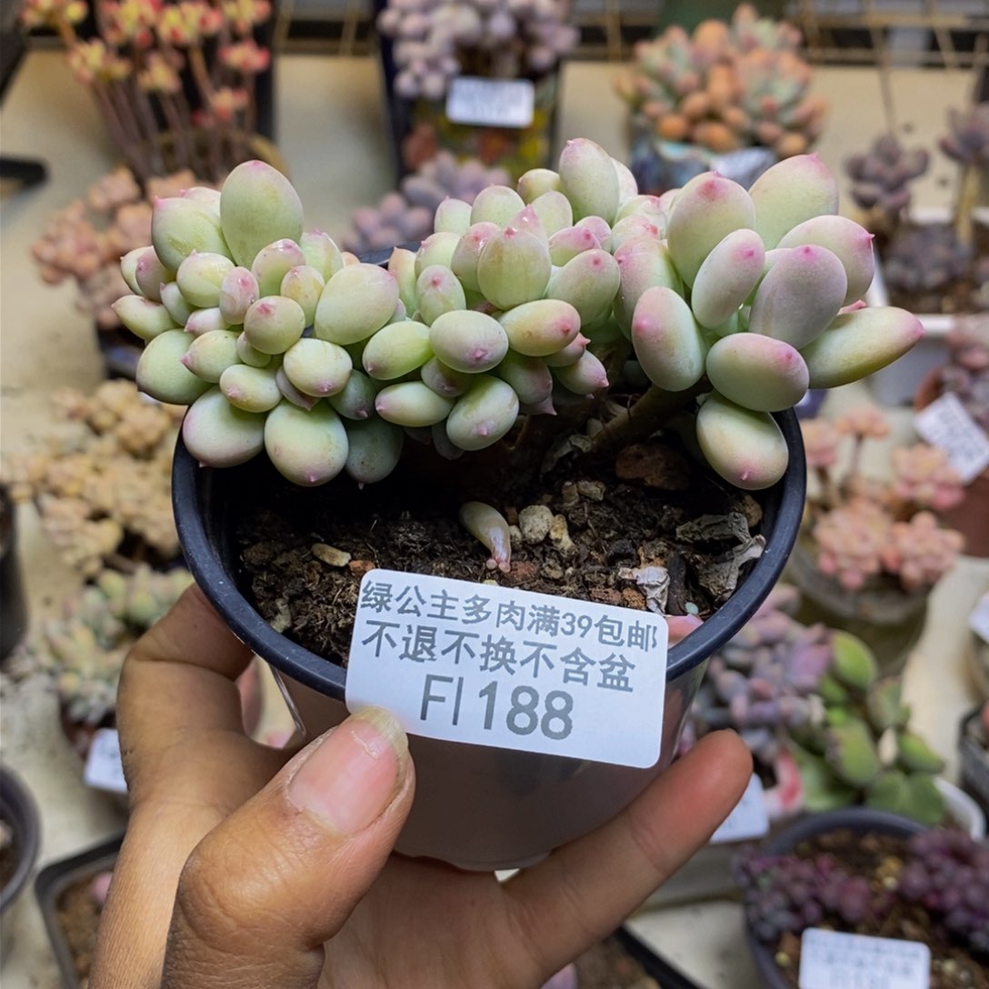 188苹果奶四代缀多肉7c m