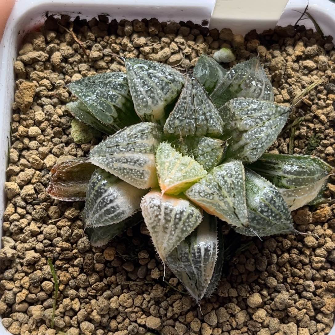 200雪景色锦福利专场