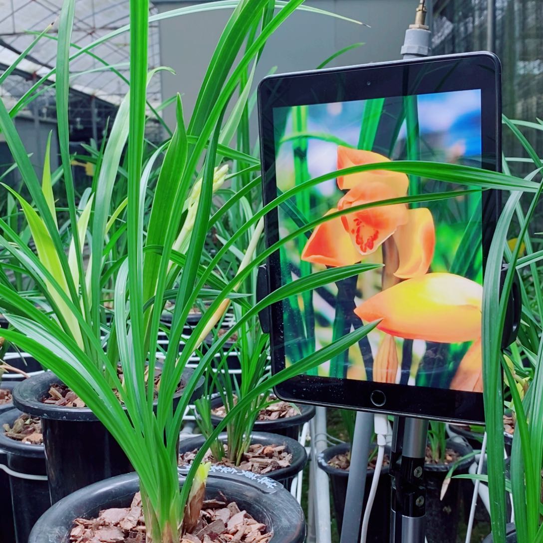 大部分花苞少量开放