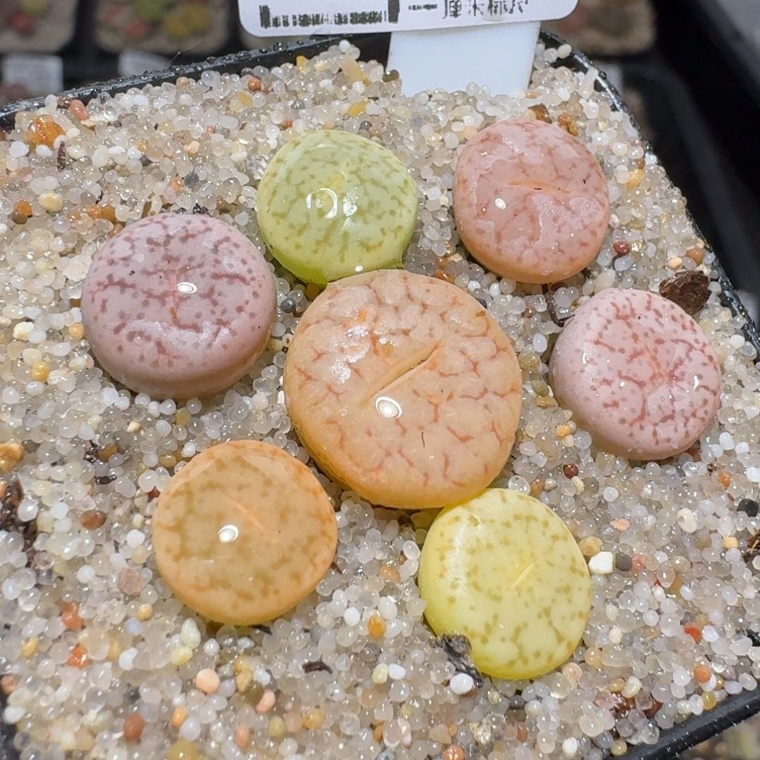 zz好看生石花便宜了1767