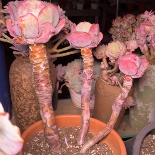 石*格多肉植物的植物