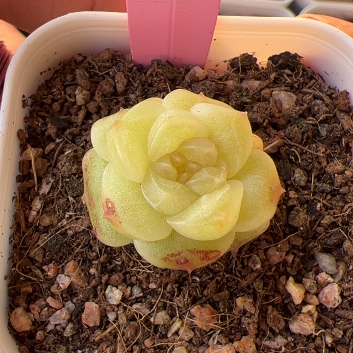 *****精品糖心一物一拍，尺寸不大介意勿拍