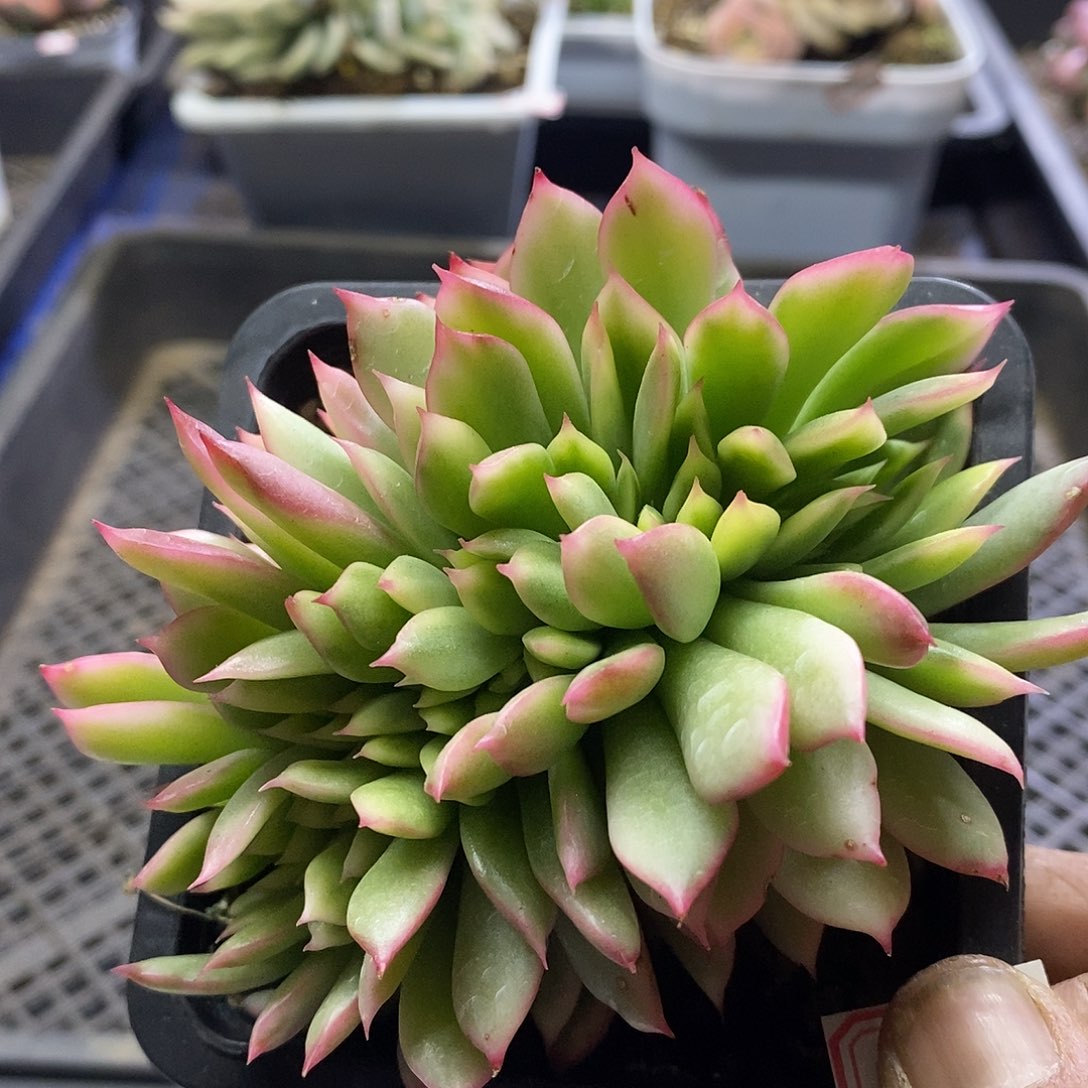 09136罗杰安娜腹轮锦缀多肉