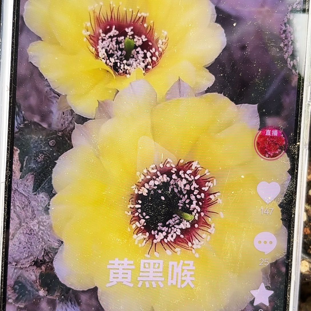 黄花黑喉瑕有根有根