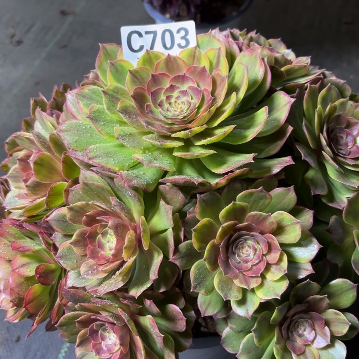 瑞妈一物一拍703