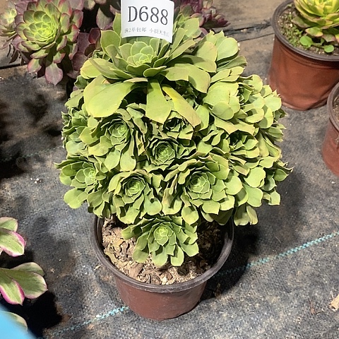 688路羊绒多肉法师