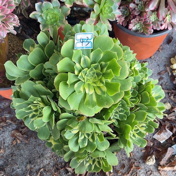 0043一颗辛尼亚法师