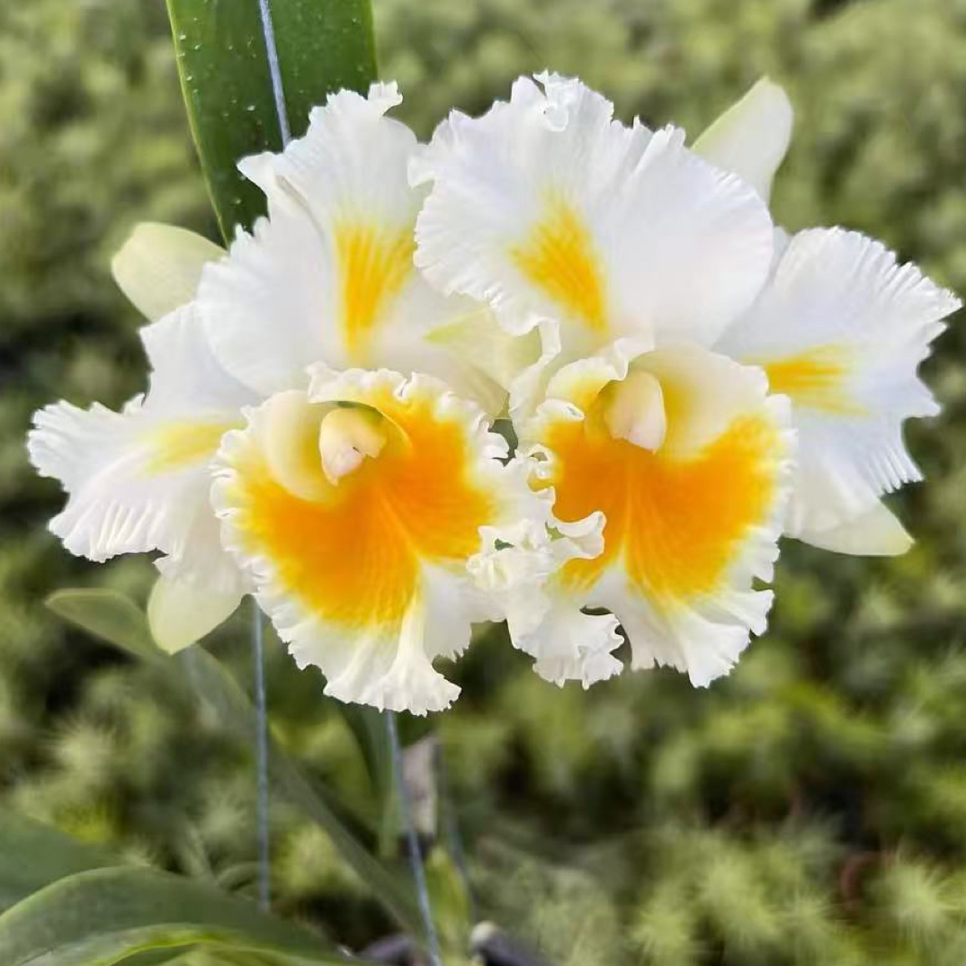 岸芷汀兰｜新纳钻石卡特兰｜直播间一物一拍