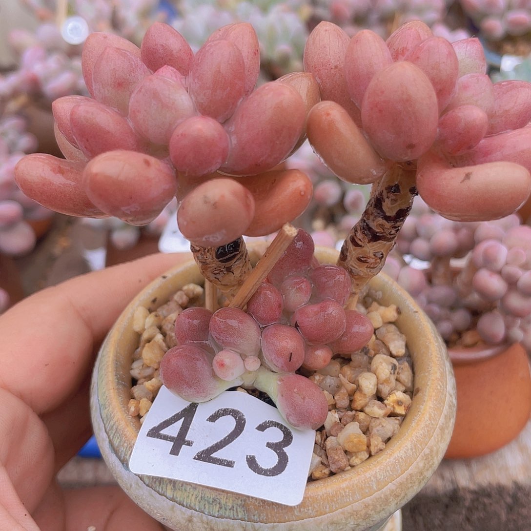 奶尖植物多肉植物