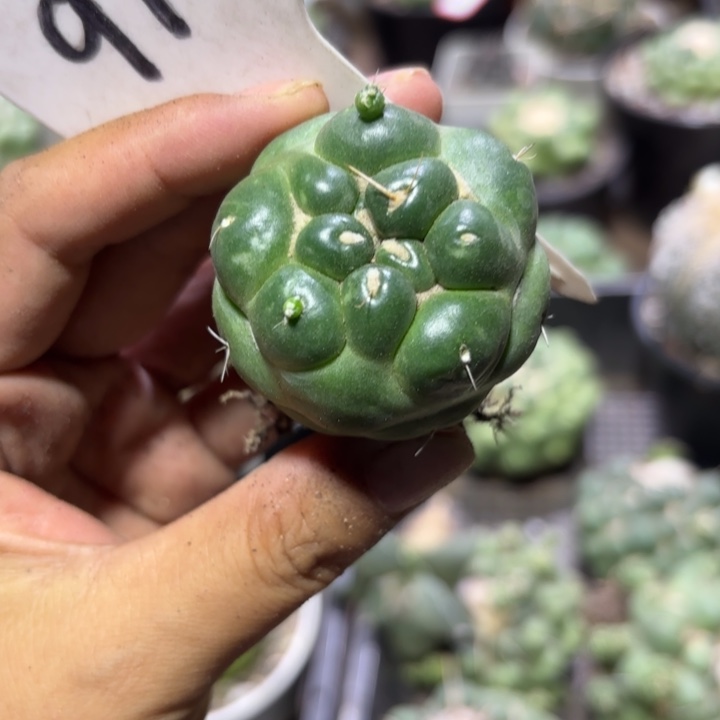 9900无刺象牙自根