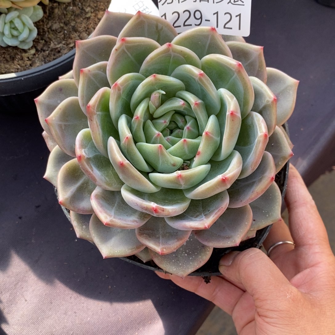 两单包邮1229-121香槟