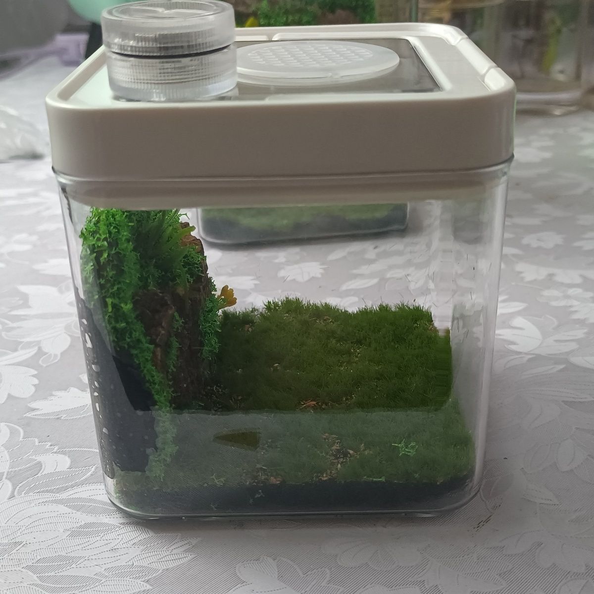 蝈生态箱 鸣虫饲养箱 亚克力带加湿器生态箱