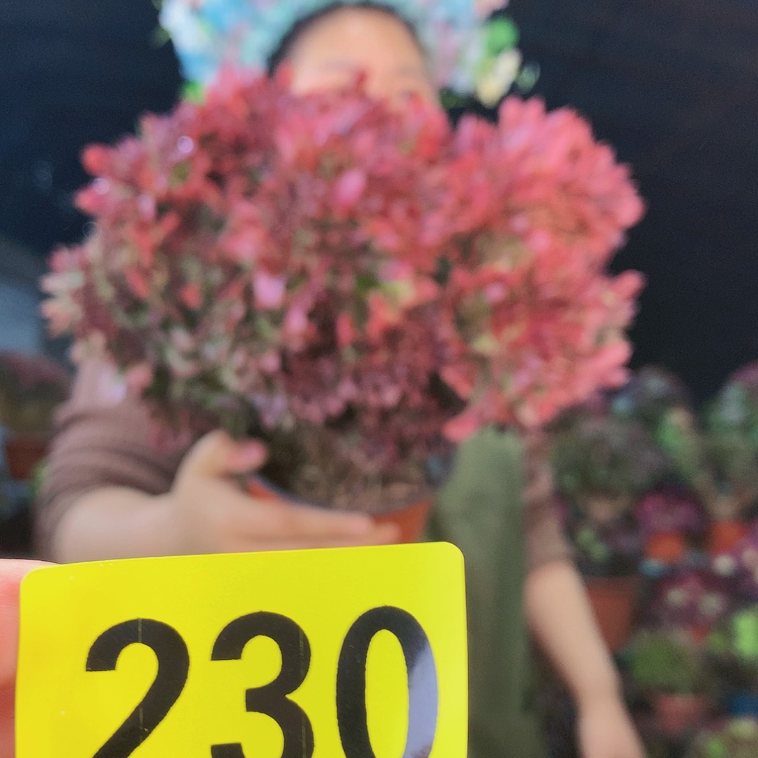 柒哥多肉精品不包断侧枝230